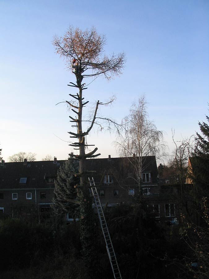 Baumpflanzung, Baumpflege, Baumfällung und Baumkronenpflege